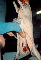 Wildschweinessen_06